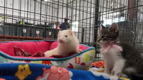 Kitten, ferret forge unlikely friendship at Utah shelter